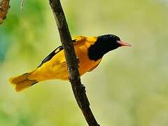 Black-hooded Oriole