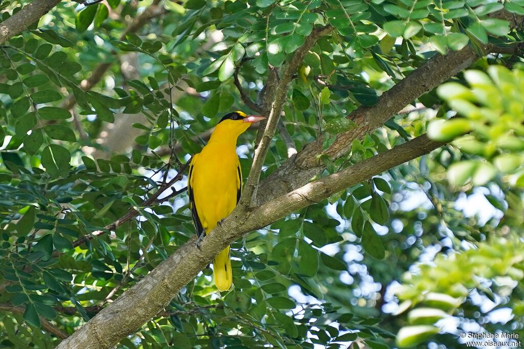 Black-naped Orioleadult