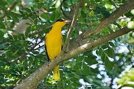 Black-naped Oriole