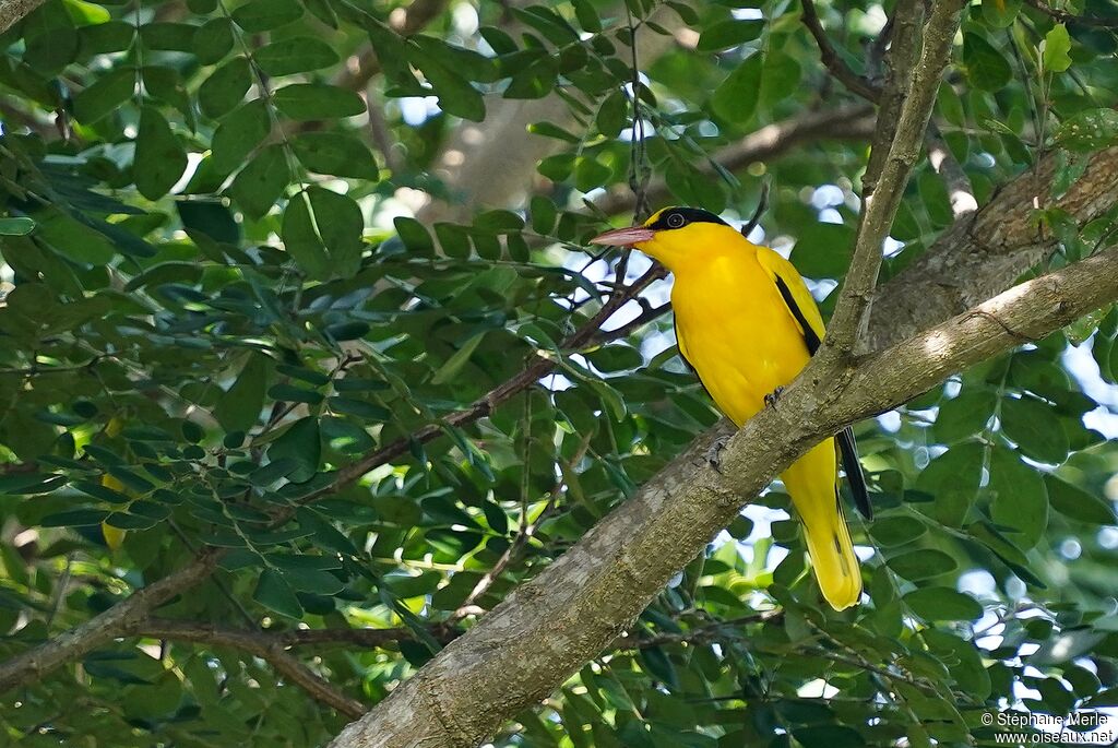 Black-naped Orioleadult