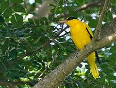 Black-naped Oriole