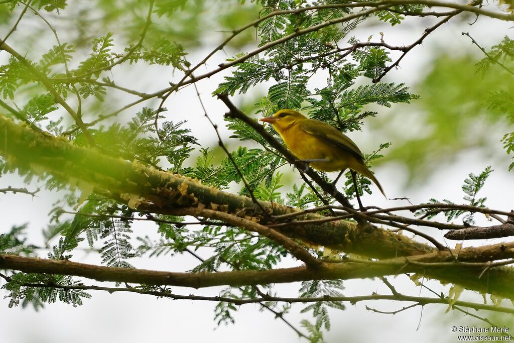 African Golden Oriole