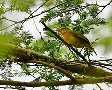 African Golden Oriole