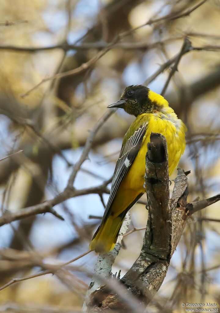 Black-headed Oriolejuvenile