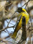 Black-headed Oriole