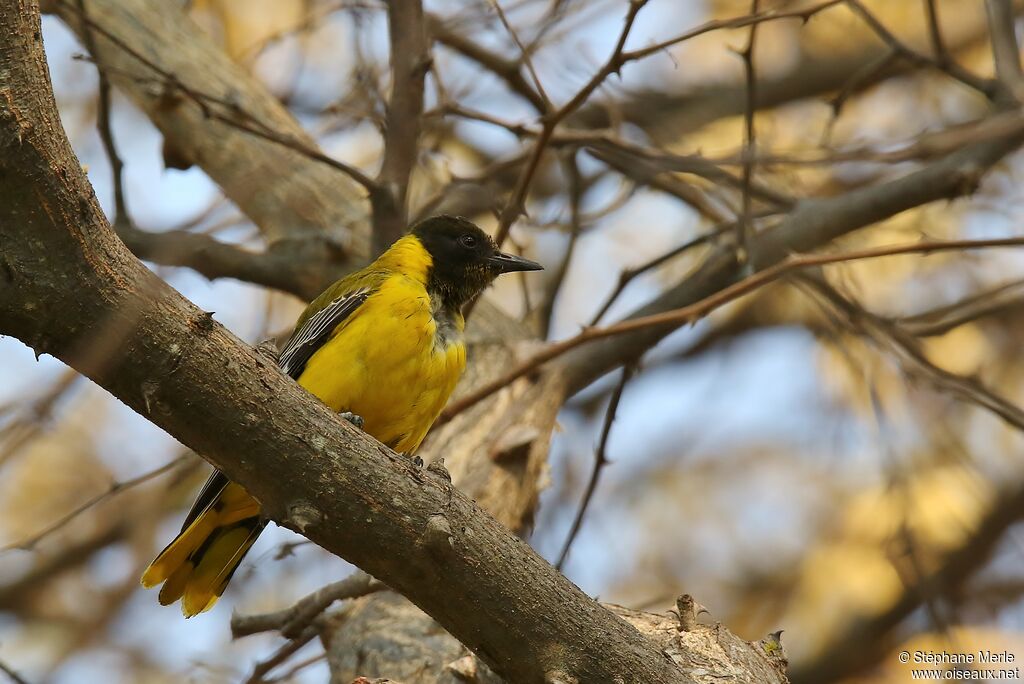 Black-headed Oriolejuvenile