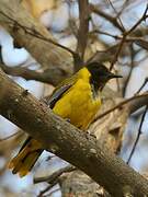 Black-headed Oriole