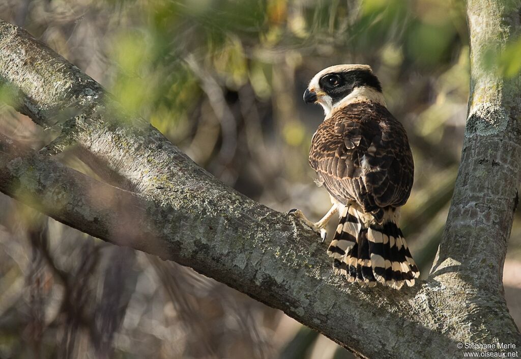 Macagua rieuradulte