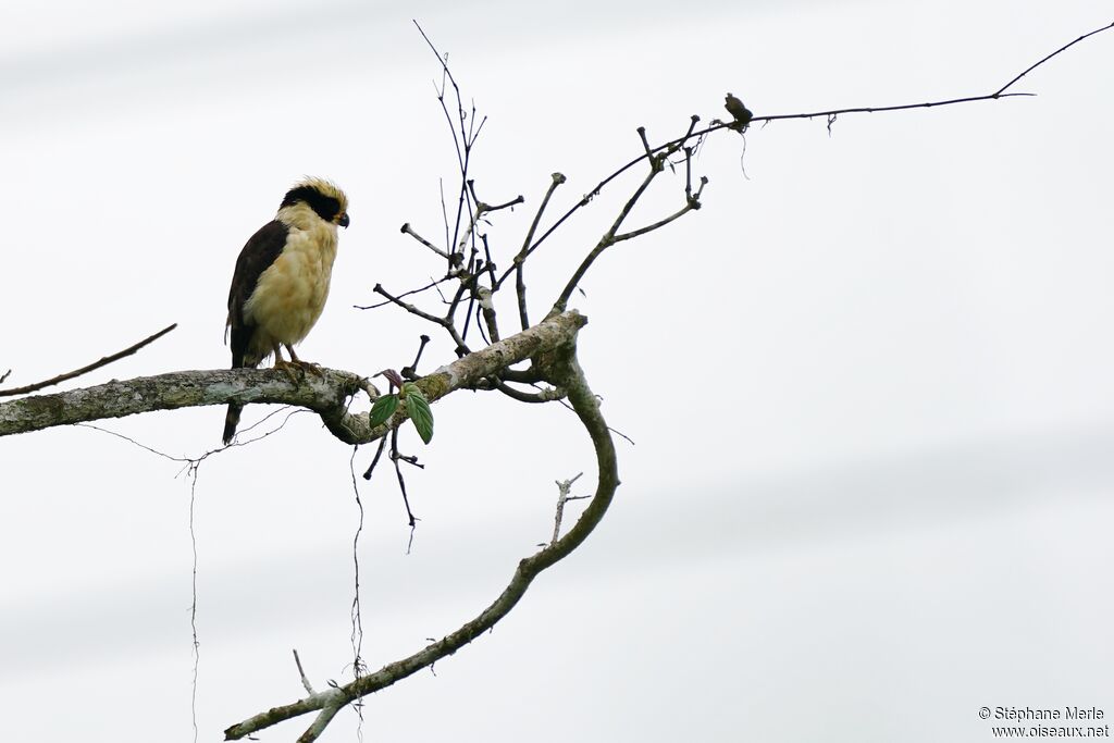 Laughing Falcon