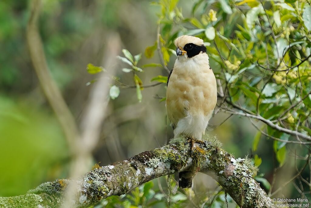 Macagua rieuradulte