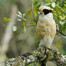 Macagua rieur