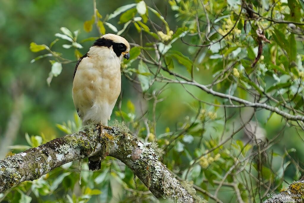 Macagua rieuradulte