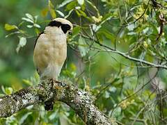 Laughing Falcon