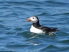 Atlantic Puffin