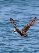 Atlantic Puffin