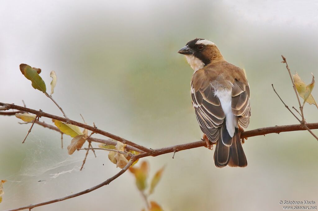 White-browed Sparrow-Weaveradult