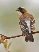 White-browed Sparrow-Weaver