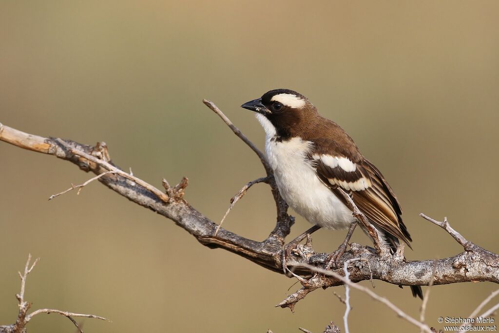 White-browed Sparrow-Weaveradult