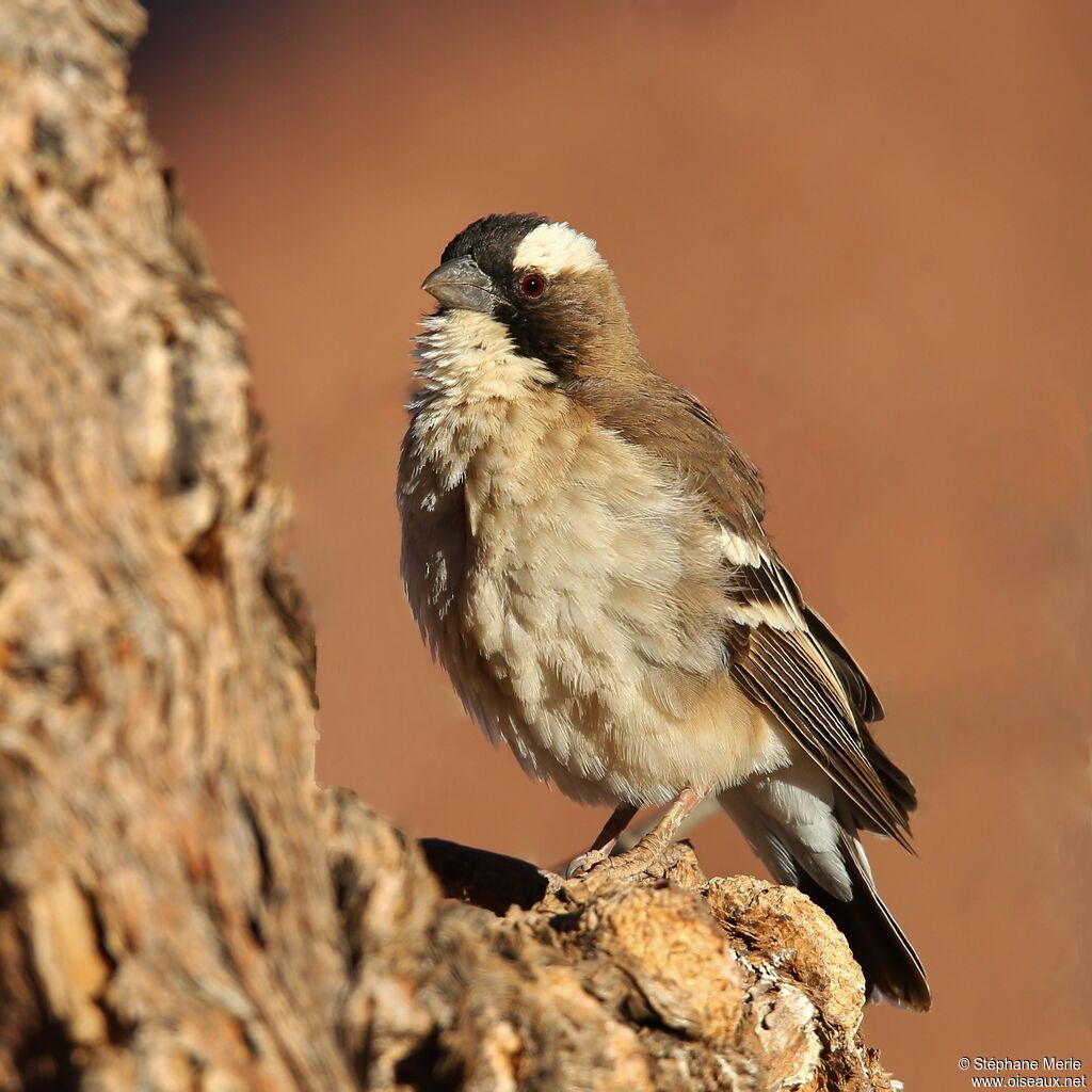 White-browed Sparrow-Weaveradult