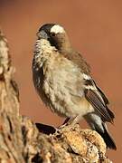 White-browed Sparrow-Weaver