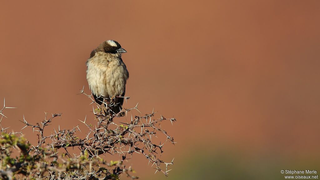 White-browed Sparrow-Weaver