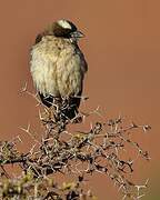 White-browed Sparrow-Weaver