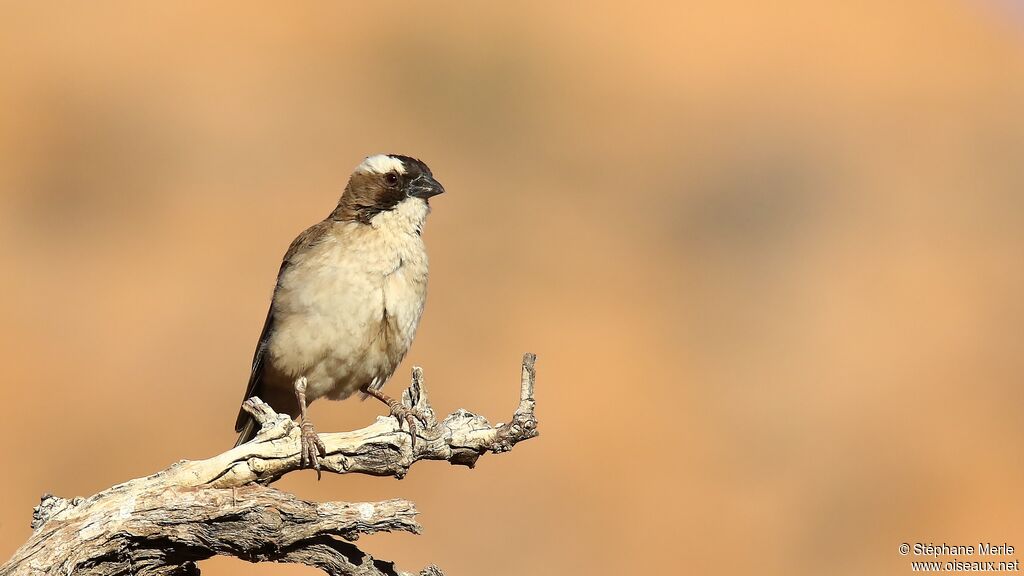 White-browed Sparrow-Weaver