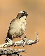 White-browed Sparrow-Weaver