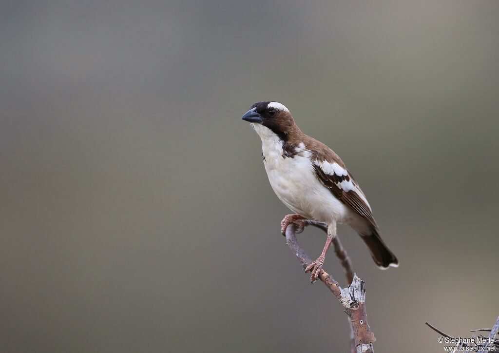 White-browed Sparrow-Weaveradult