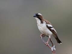 White-browed Sparrow-Weaver