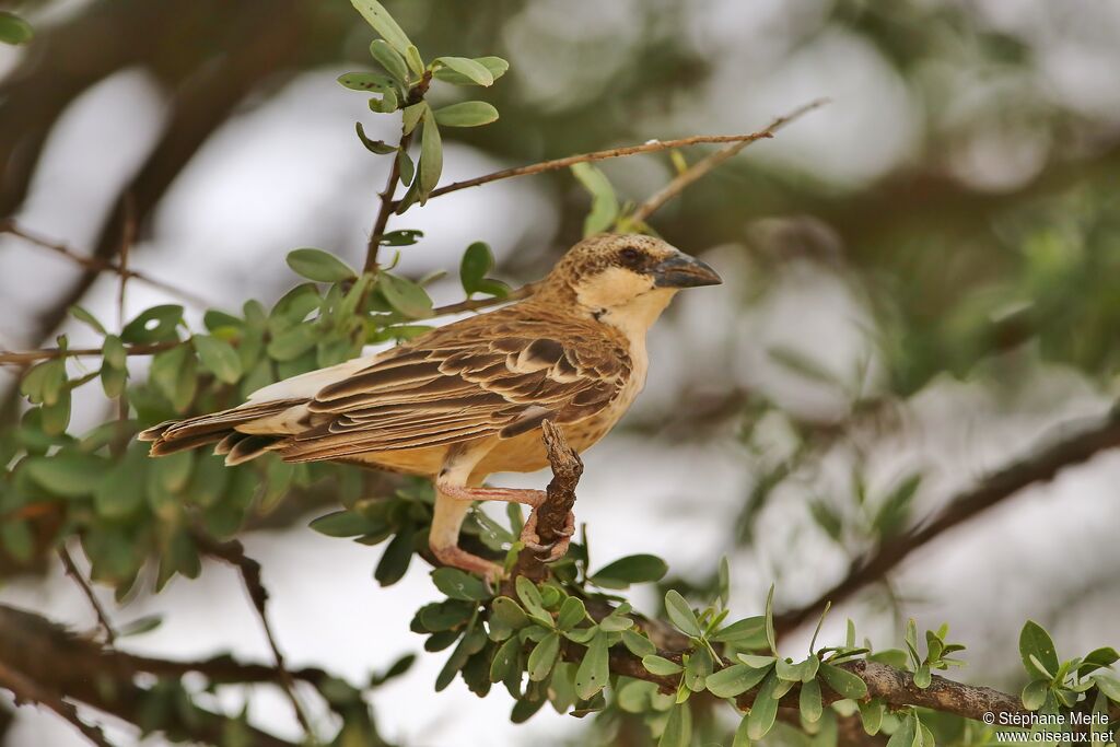 Donaldson Smith's Sparrow-Weaveradult