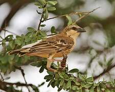 Donaldson Smith's Sparrow-Weaver