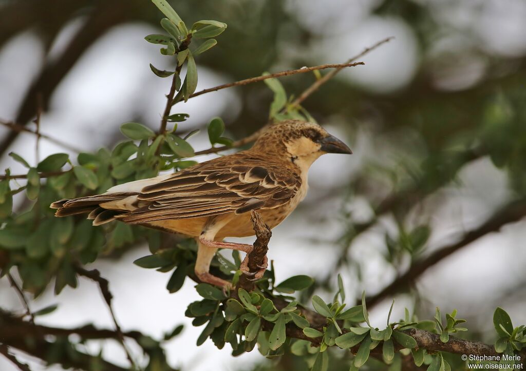 Donaldson Smith's Sparrow-Weaver