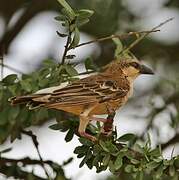 Donaldson Smith's Sparrow-Weaver