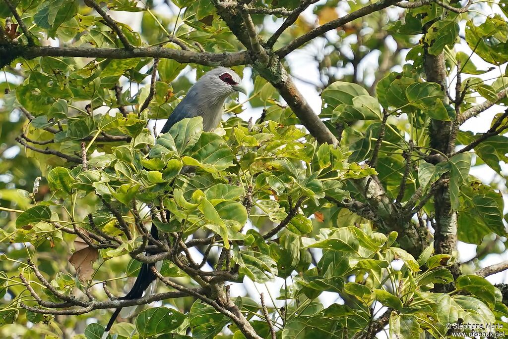 Green-billed Malkohaadult