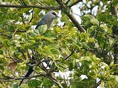 Green-billed Malkoha