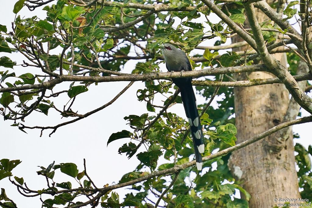 Green-billed Malkohaadult