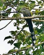 Green-billed Malkoha