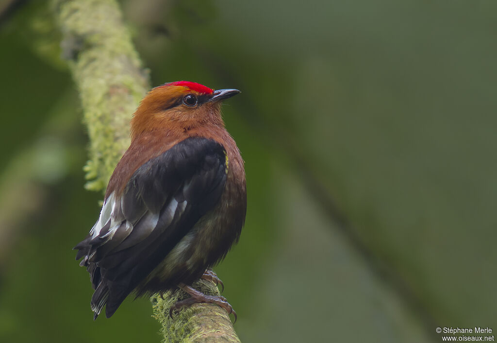 Manakin à ailes blanches