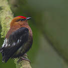 Manakin à ailes blanches