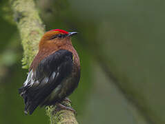 Club-winged Manakin