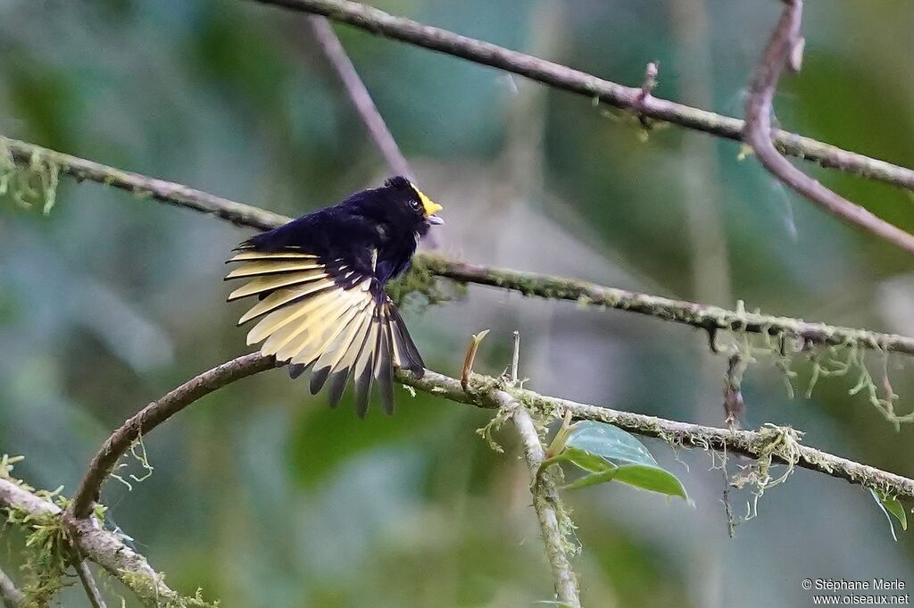 Manakin à ailes d'or