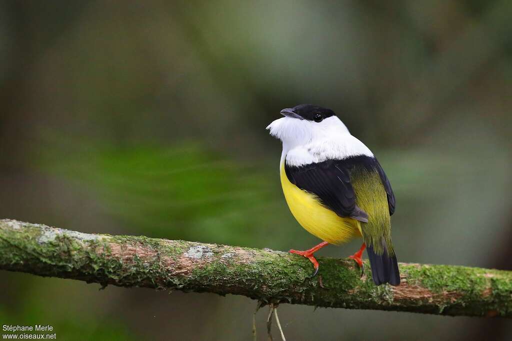 Manakin à col blanc mâle adulte