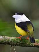 White-collared Manakin