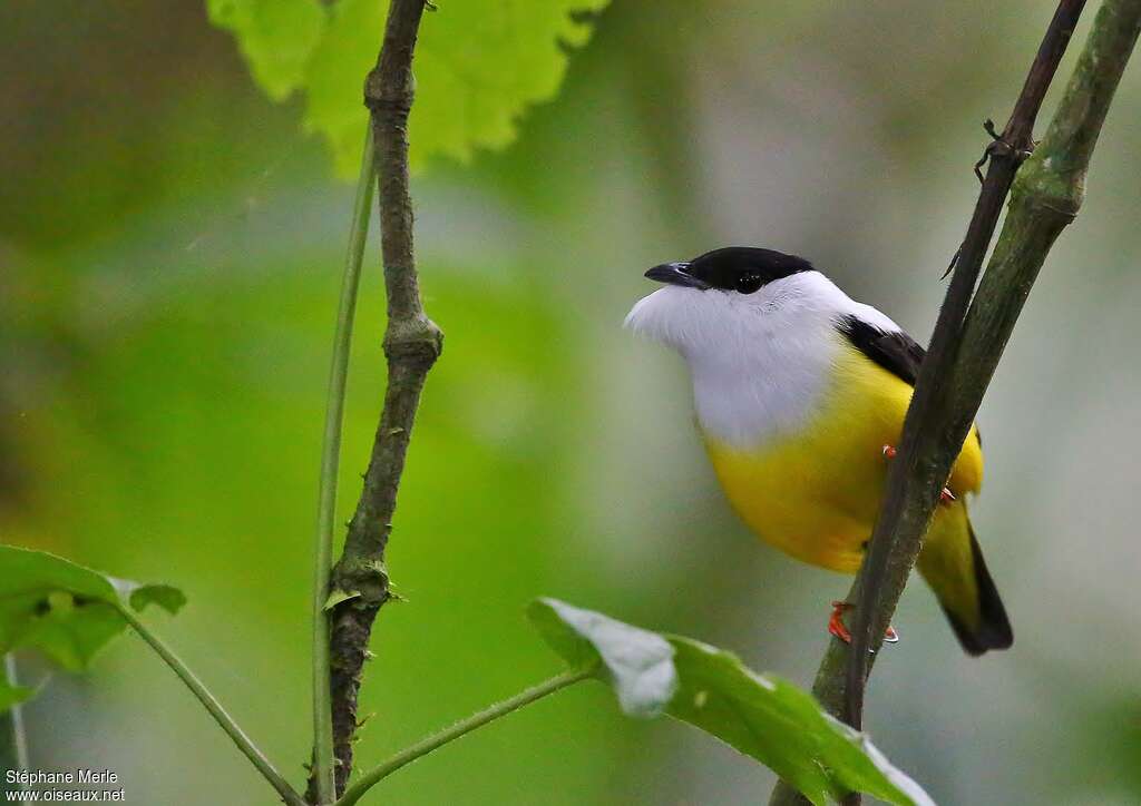 Manakin à col blanc mâle adulte, Comportement