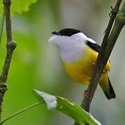 Manakin à col blanc