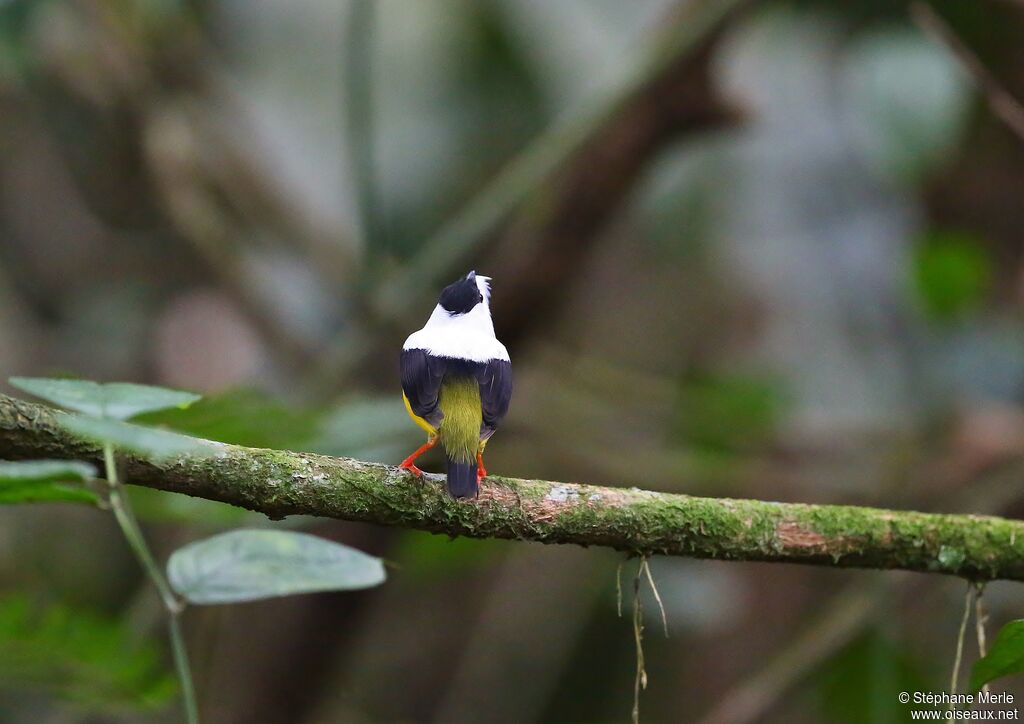 Manakin à col blanc mâle