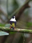 White-collared Manakin