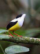 White-collared Manakin