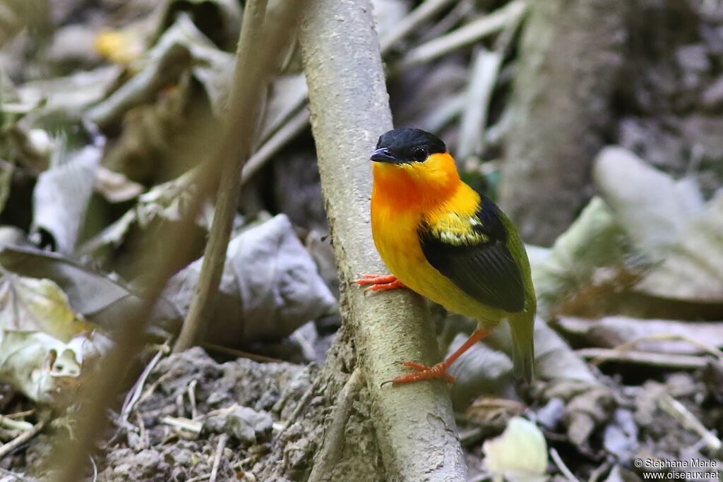 Manakin à col orange mâle adulte